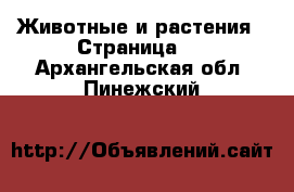  Животные и растения - Страница 3 . Архангельская обл.,Пинежский 